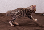 Bengal Cat